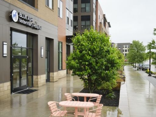 Blue Ash Vet